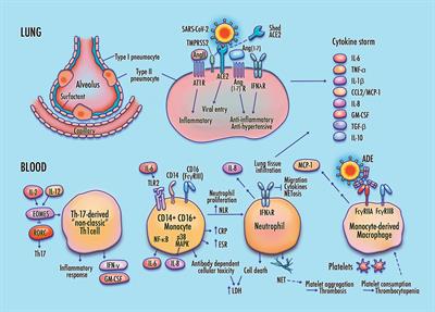 Frontiers | Cellular And Molecular Pathways Of COVID-19 And Potential ...